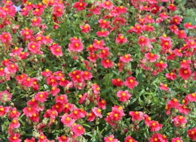 Helianthemum DianaxAfflik.jpg