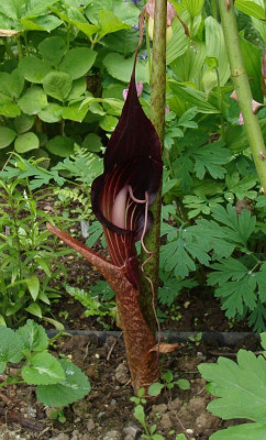 Arisaema speciosus19.jpg