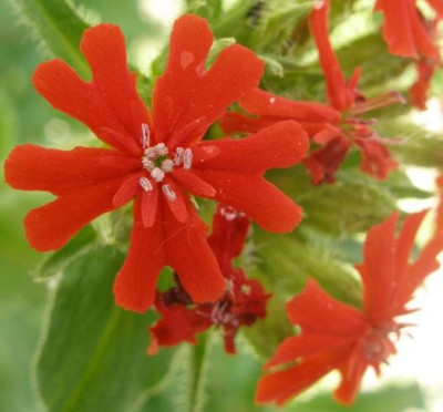 lychnis_chalcedonica_2007-05-31.jpg