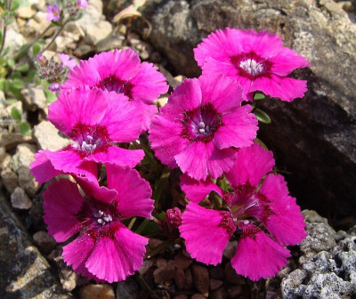 Dianthus alpinus Joans Blood19.1.jpg