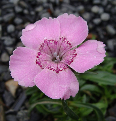 Dianthus alpinus19.2.jpg