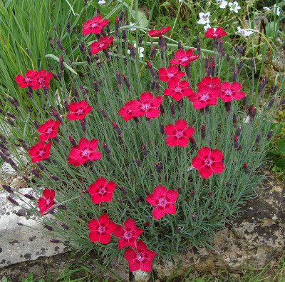 Dianthus Bodensee Morgenrot19.2.jpg