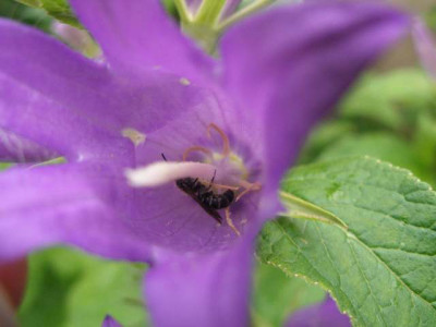 camp_latifolia1_2007-05-31.jpg