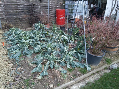 Winterblumenkohl 119.jpg