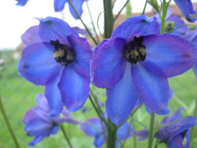 Delphinium_Grunberg_53561.jpg