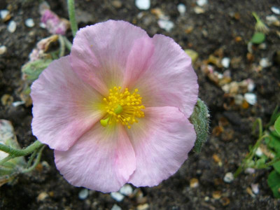 Helianthemum Georgeham Sonnenröschen.jpg