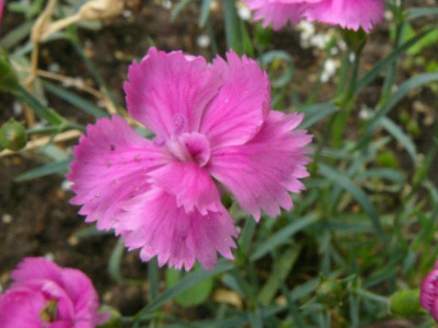 Dianthus Pretty Becky  Nelke.jpg