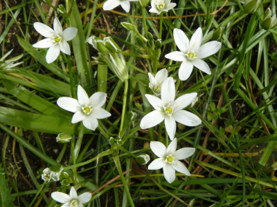 Ornithogalum umbellatum Dolden Milchstern.jpg