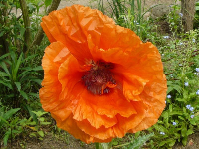 Papaver orientale 'Brillant' Orientalischer Mohn.jpg