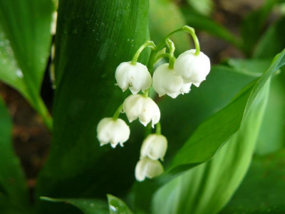 Convallaria majalis Maiglöckchen.jpg