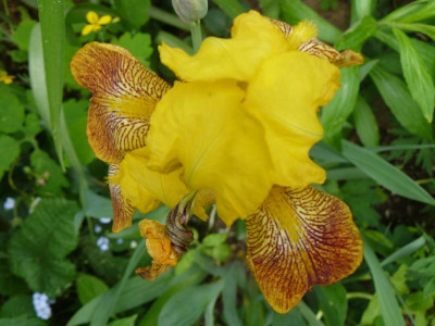 Iris Babata Kuperhammer.jpg
