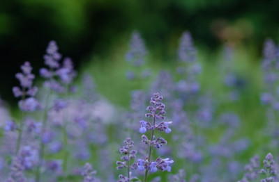 Nepeta_1_24-05-2007.jpg