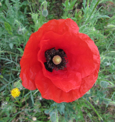 IMG_6350_Mohn_27Mai2019_.jpg