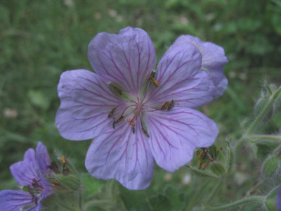 Geranium_Terre_Franch_01.jpg