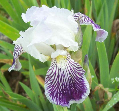 100_7834 Iris neglecta.jpg