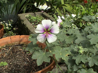Lavatera_acerifolia.jpg