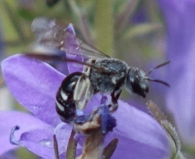 biene15.jpg