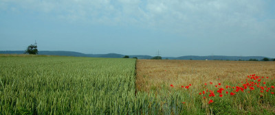 Felder-am-Main.jpg