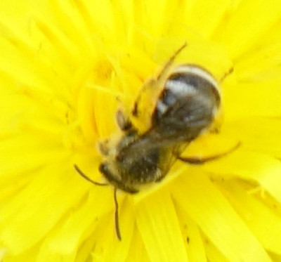 biene11.jpg