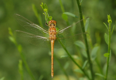 Libelle-040607.jpg