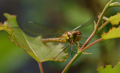 Libelle-in-die-Augen.jpg