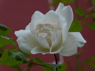 P1050839.JPG