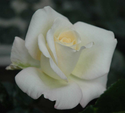 A4089a_Large.JPG