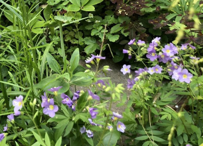 polemonium-lambrook-mauve Kopie.jpg