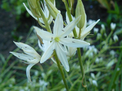 Camassia Prärielilie.jpg