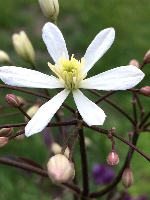2019 05 27 Clem. recta purpurea.jpg