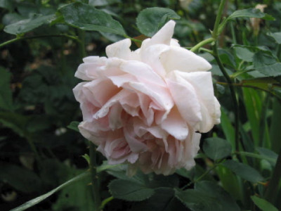 Cymbeline_Juni_07_2.jpg