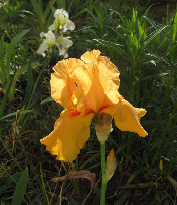 IMG_6424_Iris_Feu_du_Ciel+Lugano_29Mai2019_.jpg