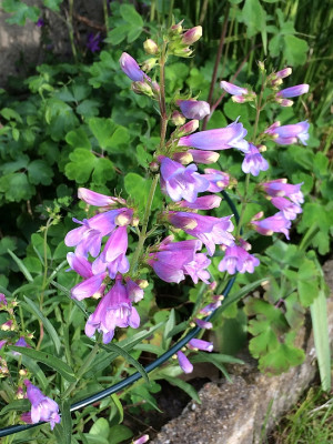 2019 05 29 Penstem. Glaber.jpg