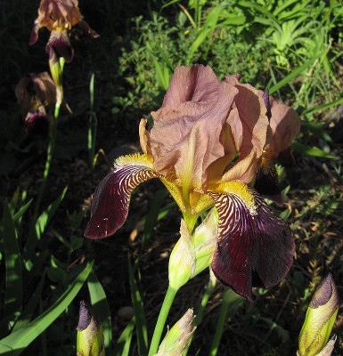 IMG_6421_Iris_29Mai2019_.jpg
