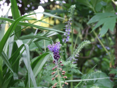 DSCF6386.JPG