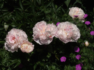DSCF6396.JPG