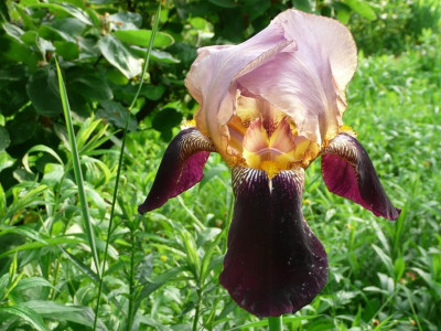 AlcazarP1000391kkk.JPG
