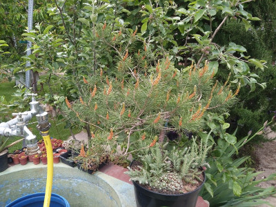 Pinus sylvestris Blüte.jpg