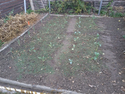 Winterblumenkohl18819.jpg