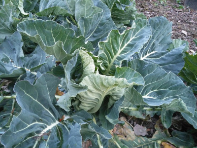 Winterblumenkohl 19311.jpg