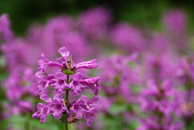 Stachys-grandiflora-0607-k.jpg