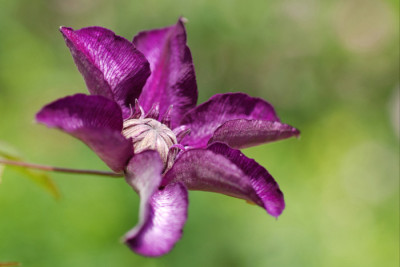 Clematis-Cassis-040607-k.jpg