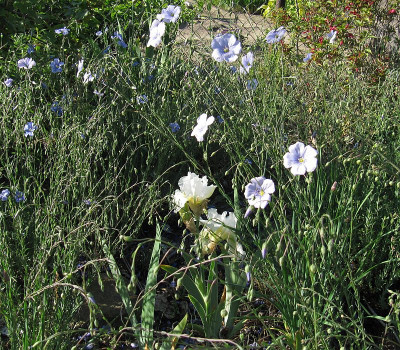 IMG_6408_Iris_29Mai2019_.jpg