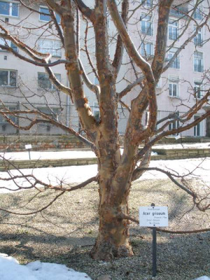 HBV_2005-03-14__-_acer_griseum_1.jpg
