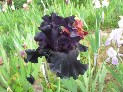Paint it Black.jpg