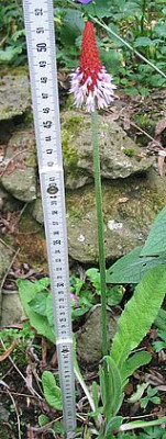 Primula_vialii_2_fars_2007.jpg