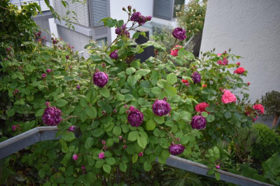 rosen mai 19 001.JPG