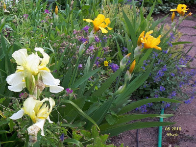 Iris pastell zu satter Farbe 2019.jpg