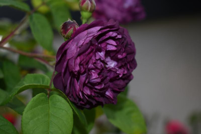 rosen mai 19 015.JPG
