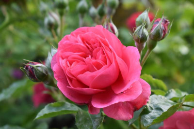 rosen mai 19 019.JPG